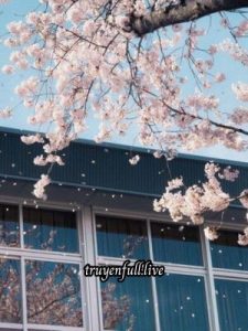Có Hẹn Với Tình Yêu – Trương Nhược Dư